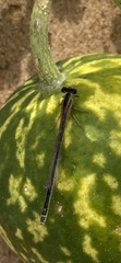 Ischnura evansi