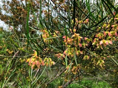 Dodonaea stenophylla
