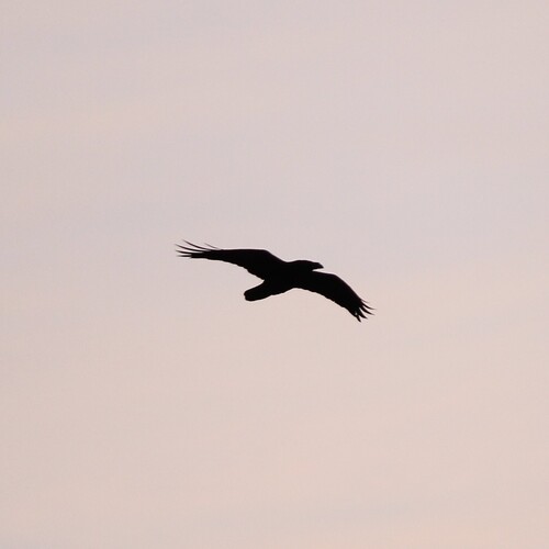 Common Raven