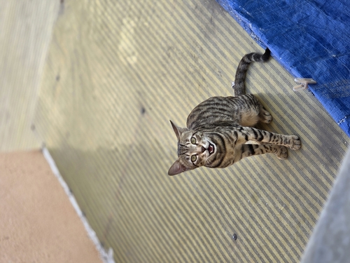 Domestic Cat