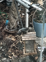 Hypsipetes amaurotis