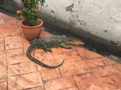 Varanus salvator macromaculatus