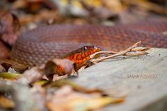 Nerodia erythrogaster