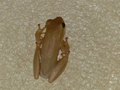 Hyperolius viridiflavus