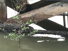 Varanus salvator macromaculatus