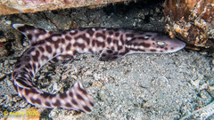 Atelomycterus erdmanni