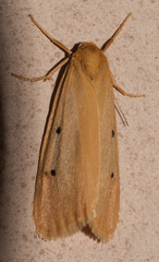 Cyana rejecta