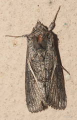Vittaplusia vittata