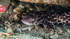 Atelomycterus erdmanni