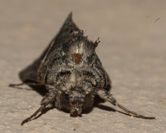 Vittaplusia vittata
