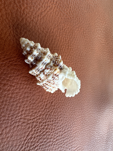 Cerithium echinatum observed 2026-03-11