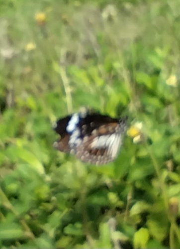 Swamp Tiger Butterfly