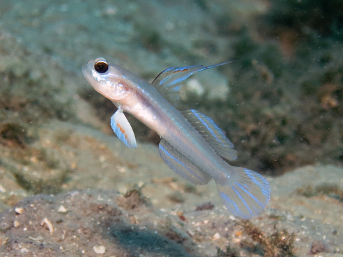 Larson's shrimpgoby (Stonogobiops larsonae) — Gobiidae — 4