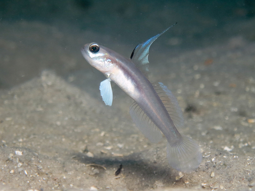 Larson's shrimpgoby (Stonogobiops larsonae) — Gobiidae