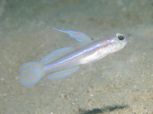 Larson's shrimpgoby (Stonogobiops larsonae) — Gobiidae — 3