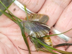 Electroma papilionacea