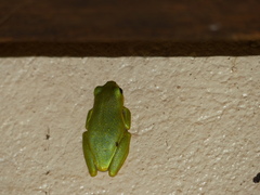 Hyperolius viridiflavus