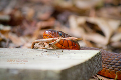 Nerodia erythrogaster