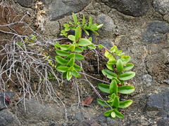 Veronica obtusata
