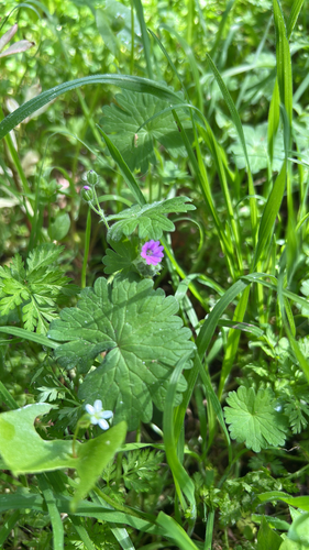 Dove's-foot crane's-bill