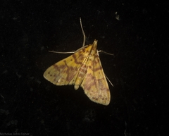 Conogethes haemactalis