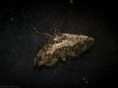 Nacoleia amphicedalis