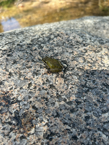 Pacific Tree Frog