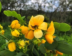 Senna sulfurea