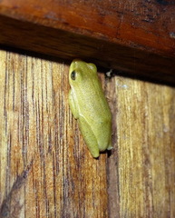 Hyperolius viridiflavus