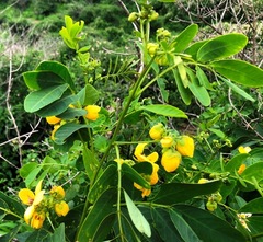Senna sulfurea