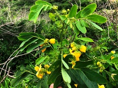 Senna sulfurea