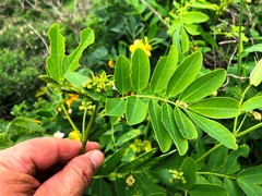 Senna sulfurea
