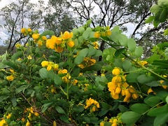 Senna sulfurea