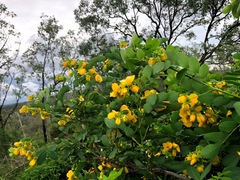 Senna sulfurea