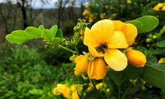 Senna sulfurea