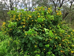 Senna sulfurea