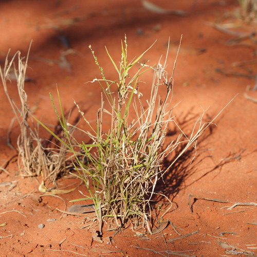 knottybutt grass (Setaria constricta)