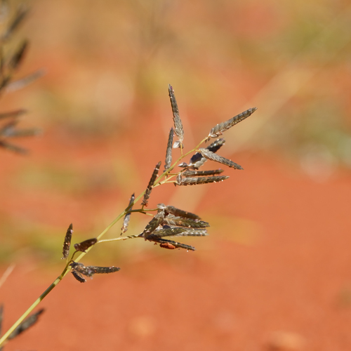stinkgrass (Eragrostis cilianensis)
