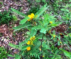 Senna coronilloides