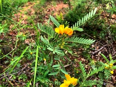 Senna coronilloides