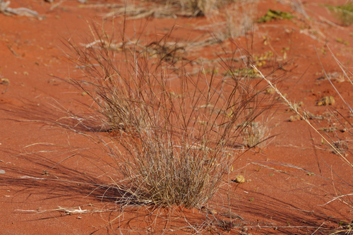 Erect Kerosene Grass (Aristida holathera)