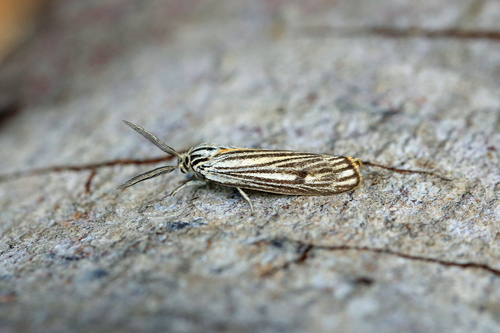 Spiris slovenica