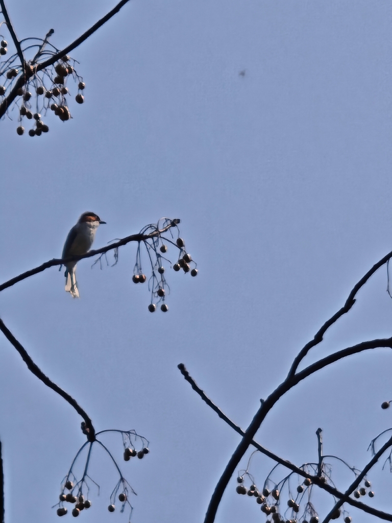 Chestnut Bulbul from Hangzhou, CN-ZJ, CN on March 11, 2026 at 12:51 PM ...