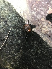 Ariophantidae