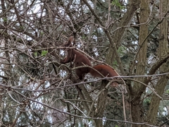 Sciurus vulgaris