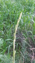 Asparagus horridus