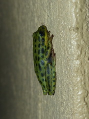 Hyperolius viridiflavus