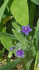 Anchusa aggregata