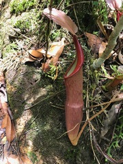 Nepenthes sanguinea