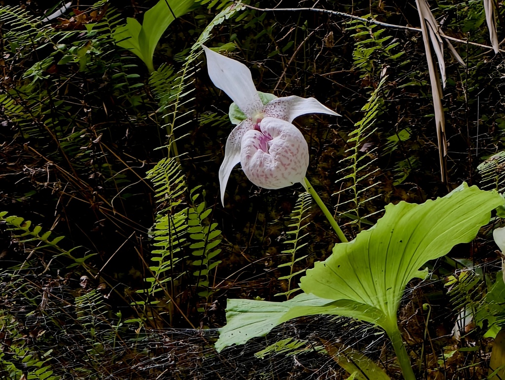 Cypripedium formosanum Hayata